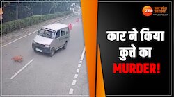 Greater Noida: कार ने कुत्ते का किया मर्डर! वायरल हुआ सीसीटीवी वीडियो 