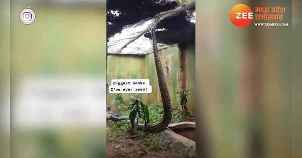 Python Python snake standing on ground ajgar saanp khada hua video ...