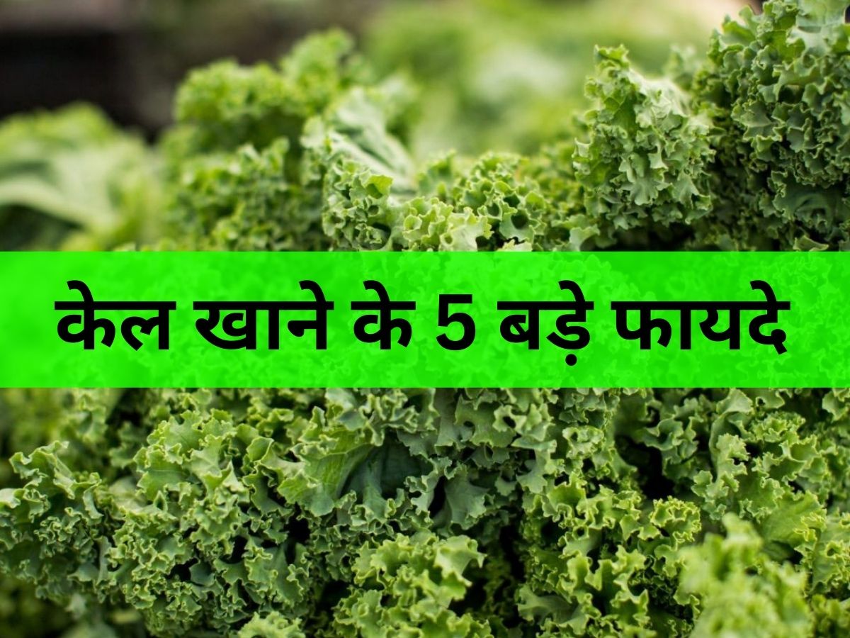 What are the 5 Major Health Benefits Of Kale Khane Ke Fayde Green Leafy