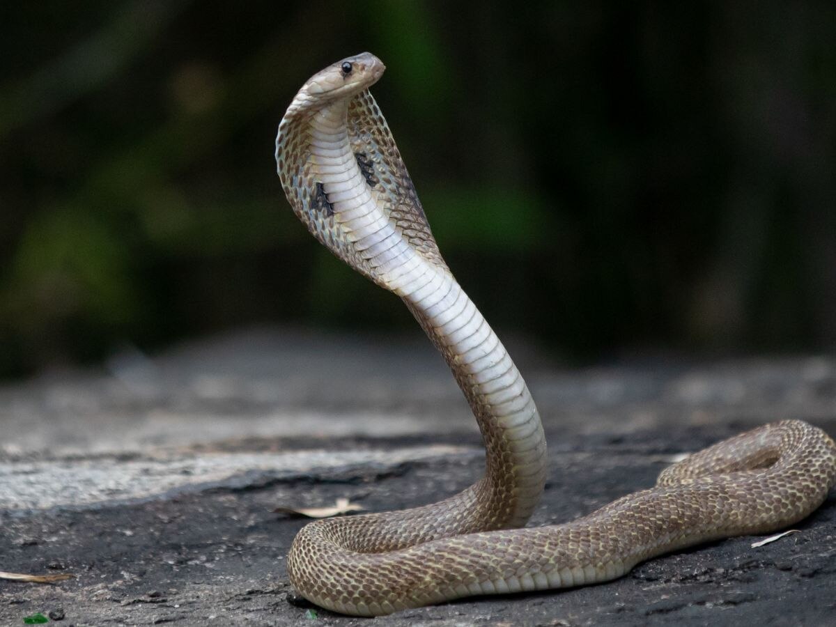 Snake Bite: ସାପ କାମୁଡିବା ପରେ ଚିକିତ୍ସାରେ ବିଳମ୍ୱ ହେଉଛି କି? କରନ୍ତୁ ଏହି କାମ