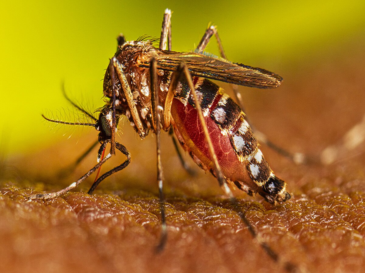 Dengue In Patna: बिहार में डेंगू के डंक ने किया परेशान, पटना में मिले 100 से अधिक मरीज