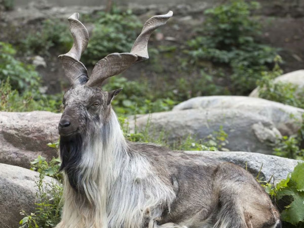 markhor goat eats snake unknown facts national animal of pak | ऐसी बकरी ...