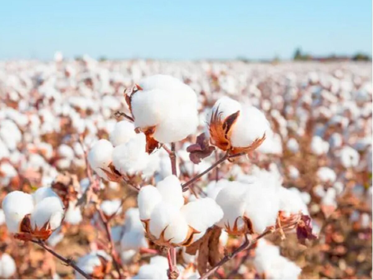 World Cotton Day: ବିଶ୍ୱ କପାସ ଦିବସର ଲକ୍ଷ୍ୟ, ଉଦ୍ଦେଶ୍ୟ ଓ ଇତିହାସ 