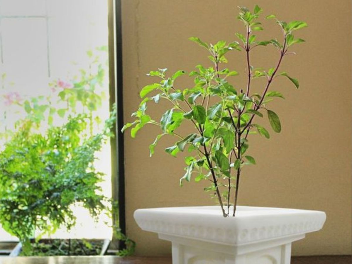 Tulsi Ke Upay do these remedies from Tulsi plant for happiness in the