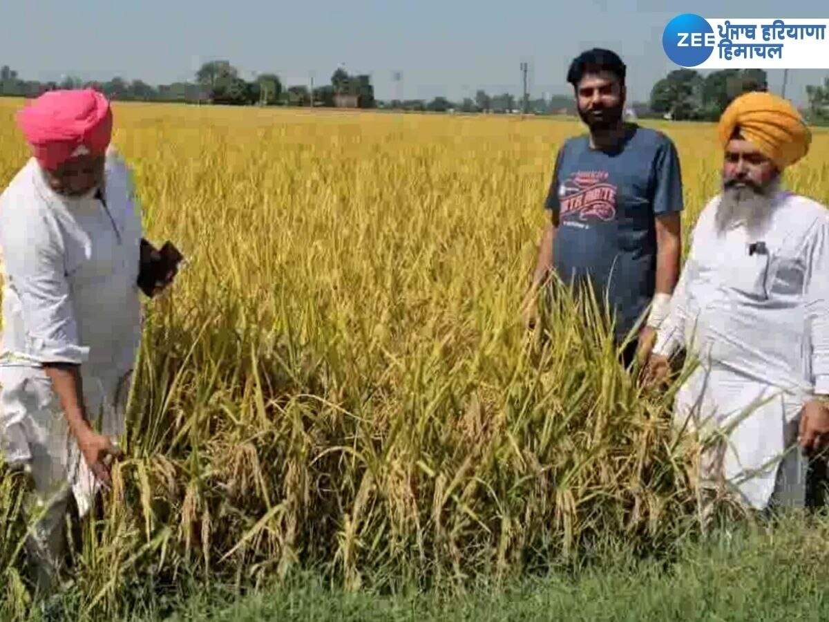 Punjab News: ਪੰਜਾਬ 'ਚ ਝੋਨੇ ਦੀ ਇਹ ਕਿਸਮ ਬੈਨ, ਕਿਸਾਨਾਂ ਨੇ CM ਮਾਨ ਦੇ ਇਸ ਬਿਆਨ ਦੀ ਕੀਤੀ ਸ਼ਲਾਘਾ 