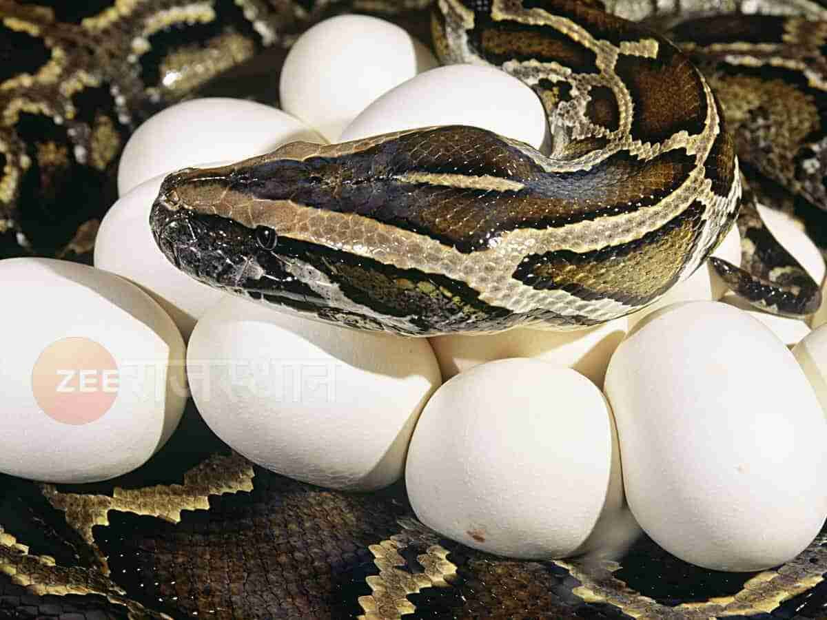 Snake Viral: घर के नीव से निकले अजगर के 10 अंडे, कुंडली मार कर बैठा हुआ था सांप