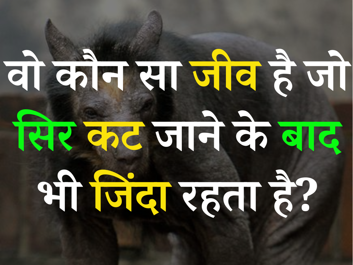 Quiz: आखिर वो कौन सा जीव है, जो सिर कट जाने के बाद भी जिंदा रहता है? Quiz: आखिर वो कौन सा जीव है, जो सिर कट जाने के बाद भी जिंदा रहता है?