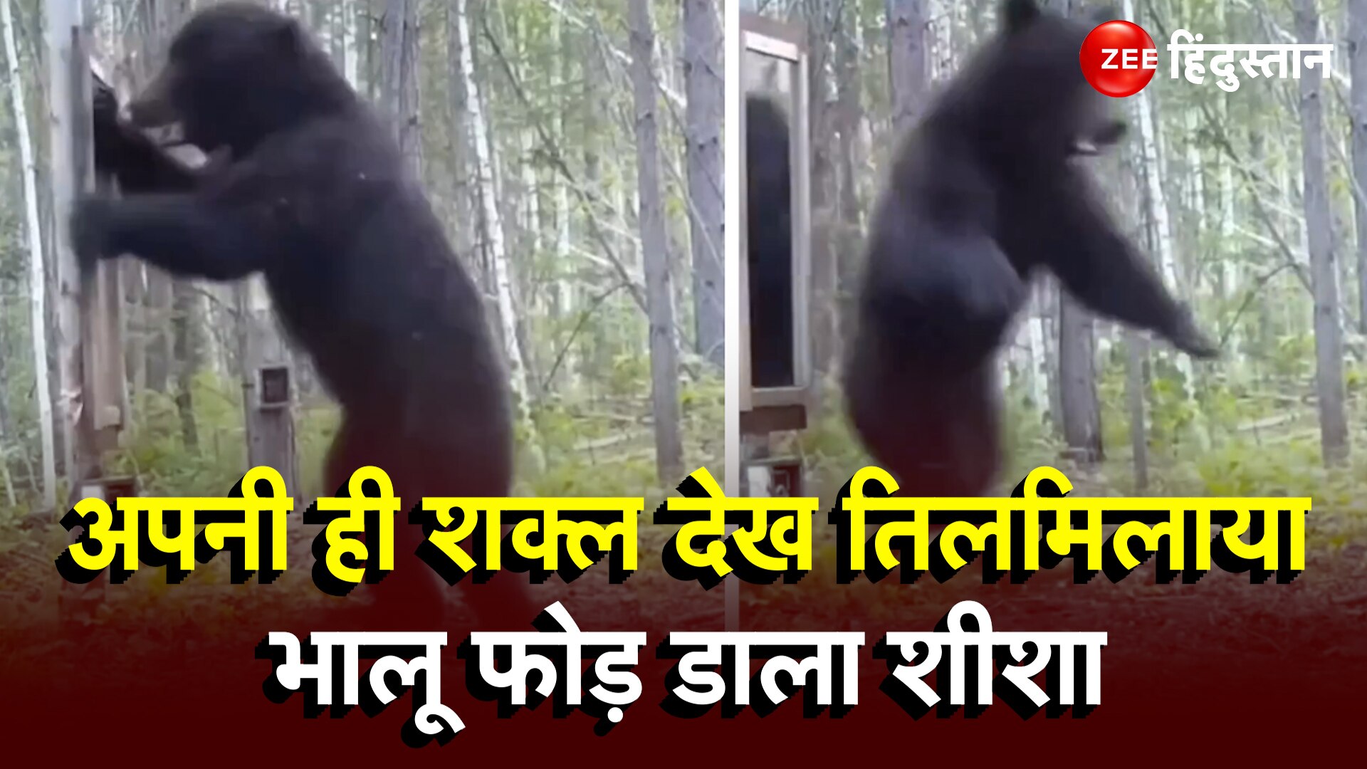 bear destroy mirror after seeing himself in glass video goes viral