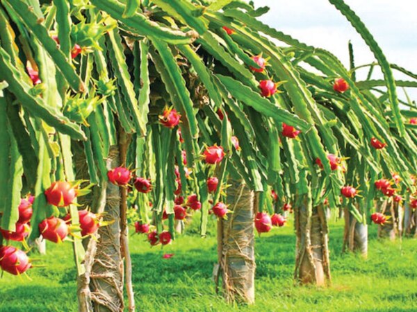 ଏହା କେବଳ ଫଳ ନୁହେଁ ଔଷଧ ମଧ୍ୟ, ଥାଇରଡ୍ ଓ ବ୍ଲଡପ୍ରେସର୍ ପାଇଁ ରାମବାଣ