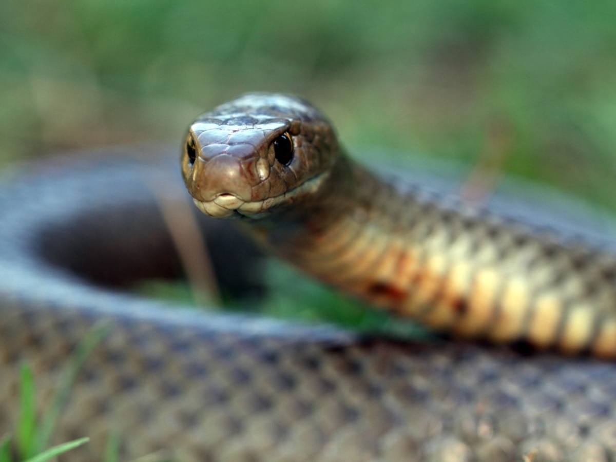 UP Budaun Snake injured send to delhi for treatment | Snake Video: इस ...