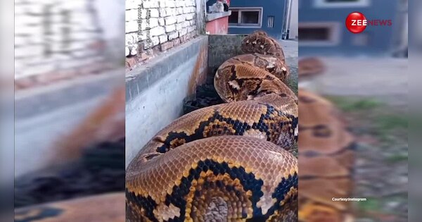 20 feet long python came to eat the cat people got scared after seeing ...