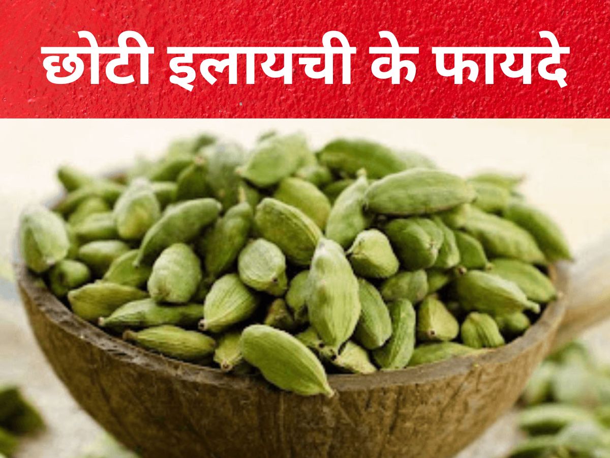 What Are the Health Benefits of Chewing Cardamom Chhoti Ilaichi Chabane