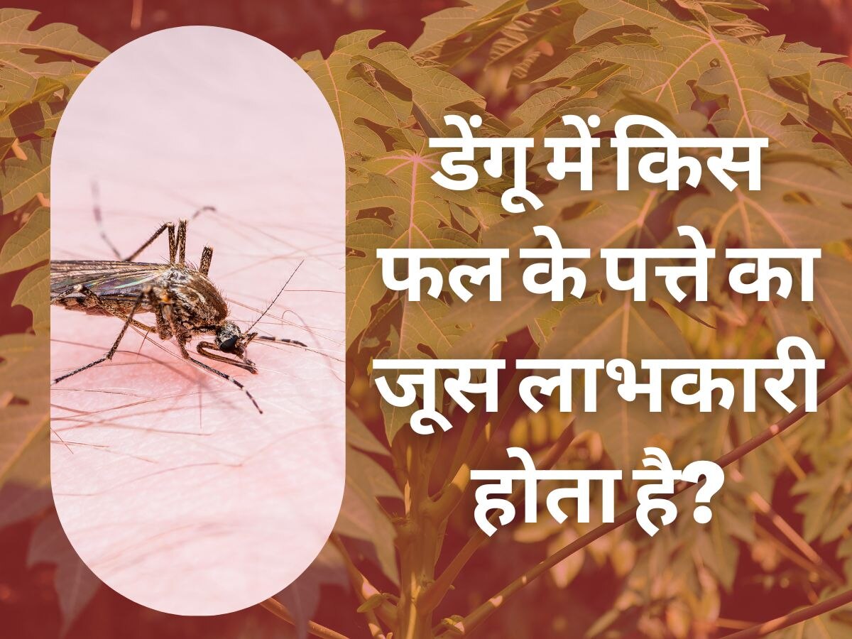 Dengue Home Remedies: डेंगू का तोड़ है इस फल का पत्ता, जानिए कैसे करना है इस्तेमाल?