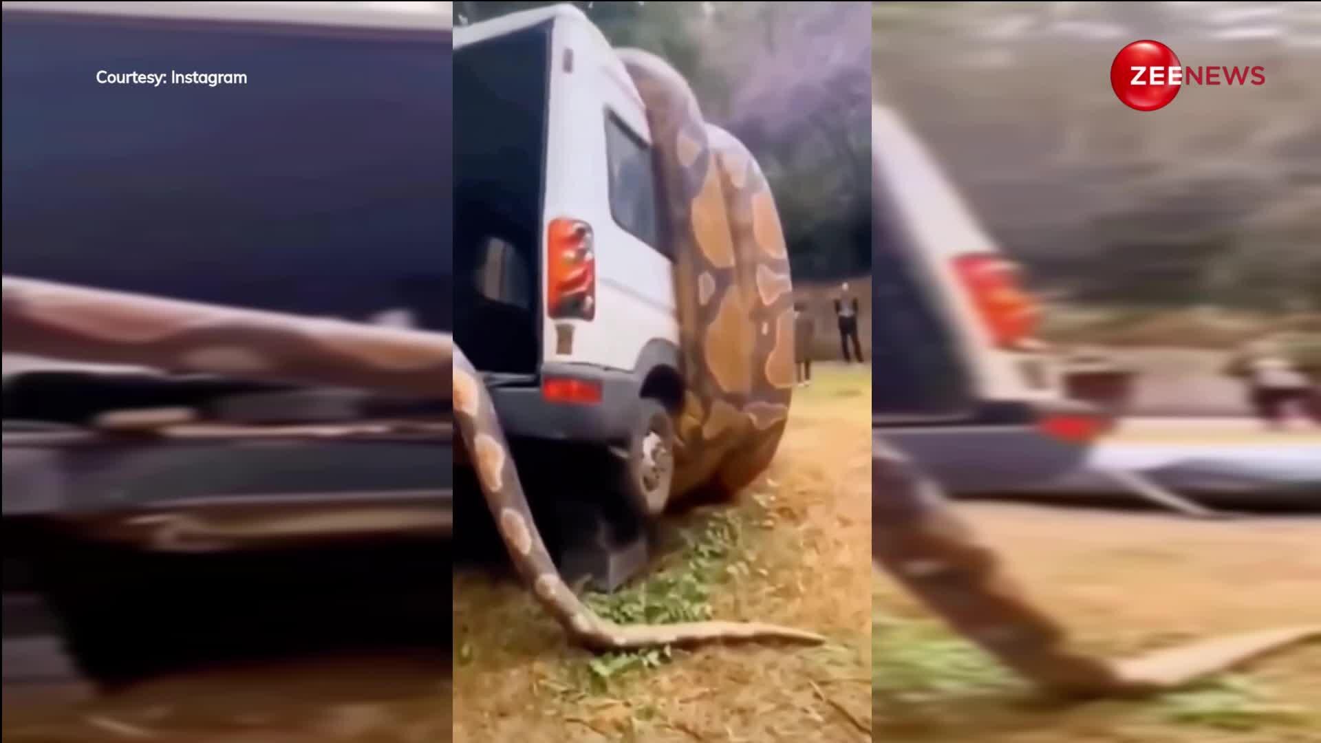 50 Foot Python tourist found 50 feet python in mountains gaint snake completely ...