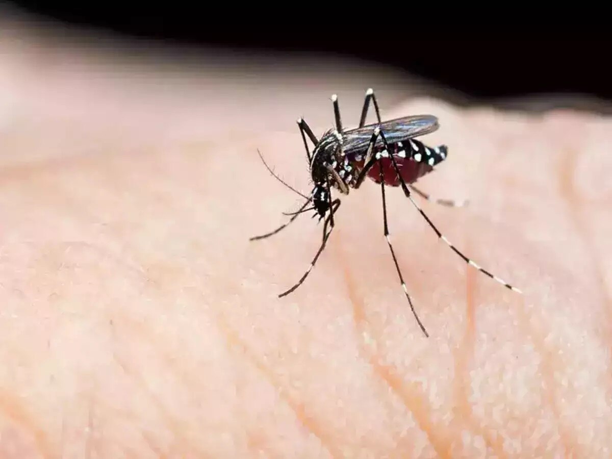 Dengue Cases in Jehanabad: बिहार में डेंगू का कहर, जहानाबाद में पहुंची 50 के पार मरीजों की संख्या