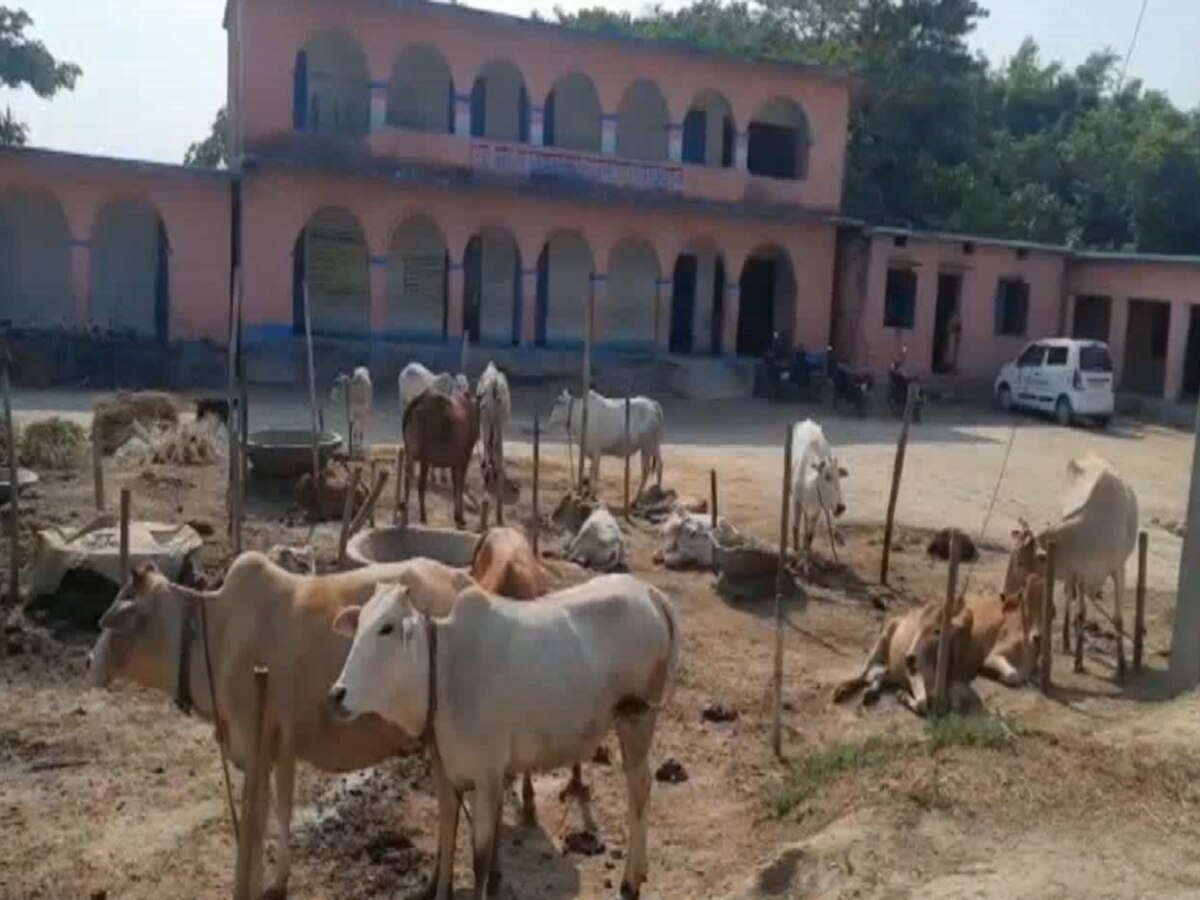 Bihar News: बिहार शिक्षा मंत्री के गृह जिले में स्कूल बना तबेला, शिक्षक-छात्र दोनों परेशान