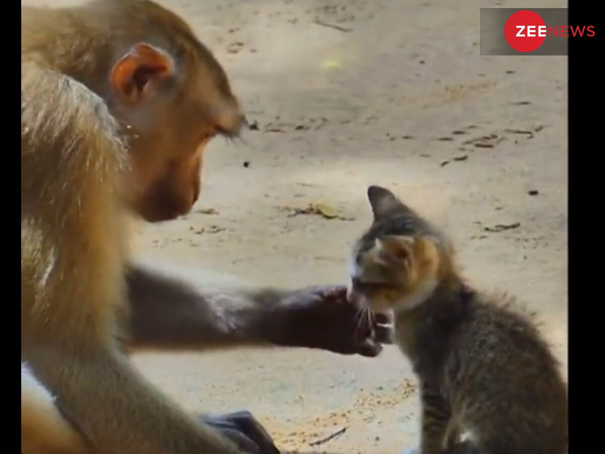 Monkey Cat Video: बंदर को आया बिल्ली पर प्यार तो किया कुछ ऐसा काम, दंग रह गए लोग