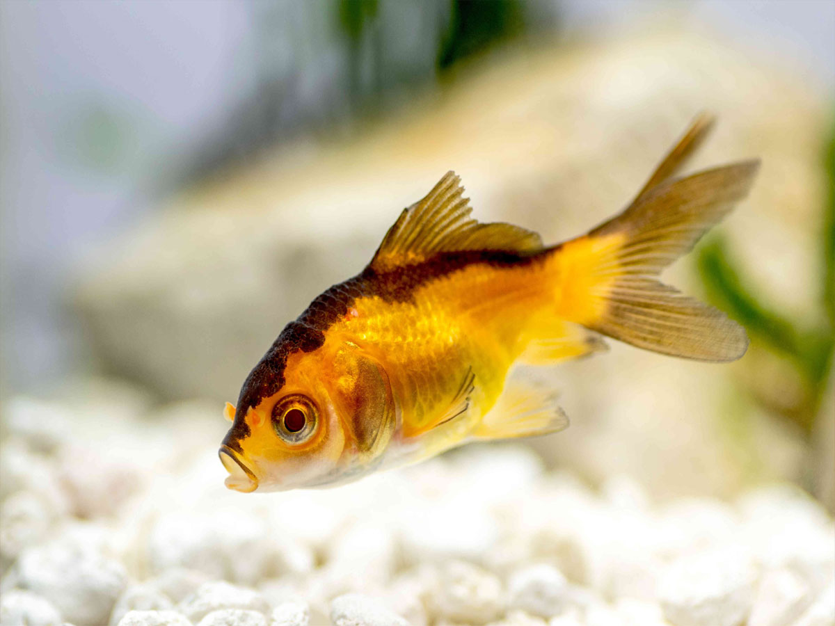 feng-shui-pair-of-fishes-considered-panacea-in-feng-shui-keeping-in