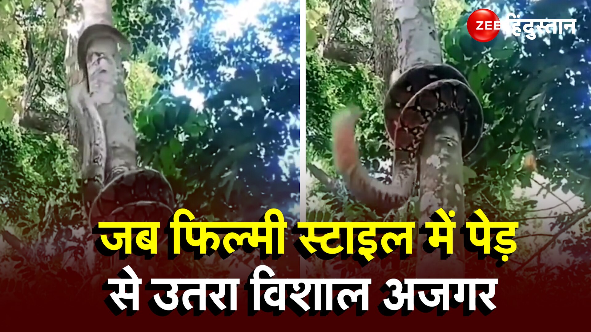 python snake wrapped in tree huge python shocking video goes viral ...
