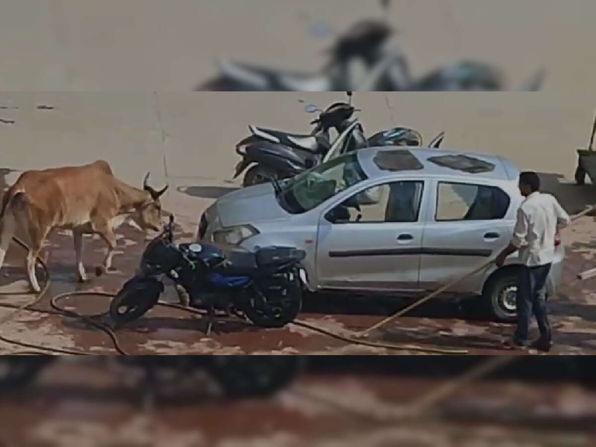 Rewari News: गाय ने महिला और बुजुर्ग पर किया हमला, सामने आया वायरल वीडियो 