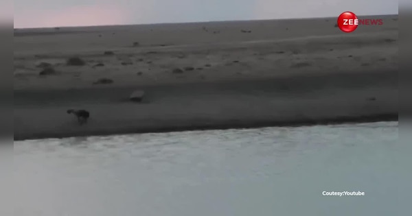 Hyenas attacked the lioness people were shocked to see the terrible