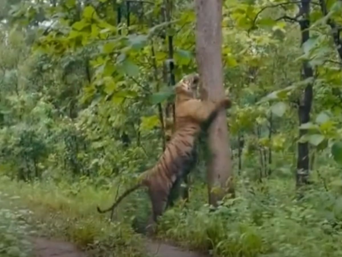 Tiger Video Tiger Hugged Tree Pilibhit Tiger Reserve Tiger Video बाघ ने पेड़ को लगाया गले 7865