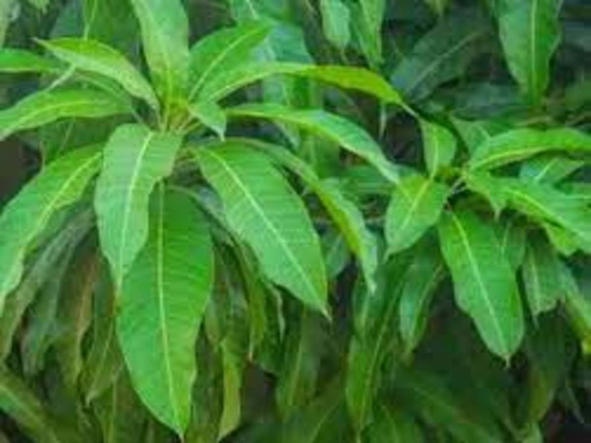 mango leaves remedies