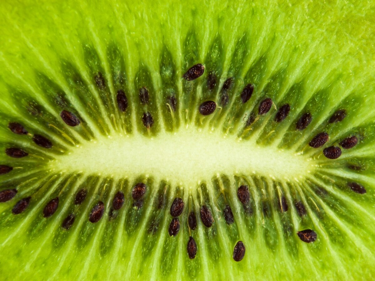 Fruit for dengue fiber rich kiwi is a boon for dengue patients know