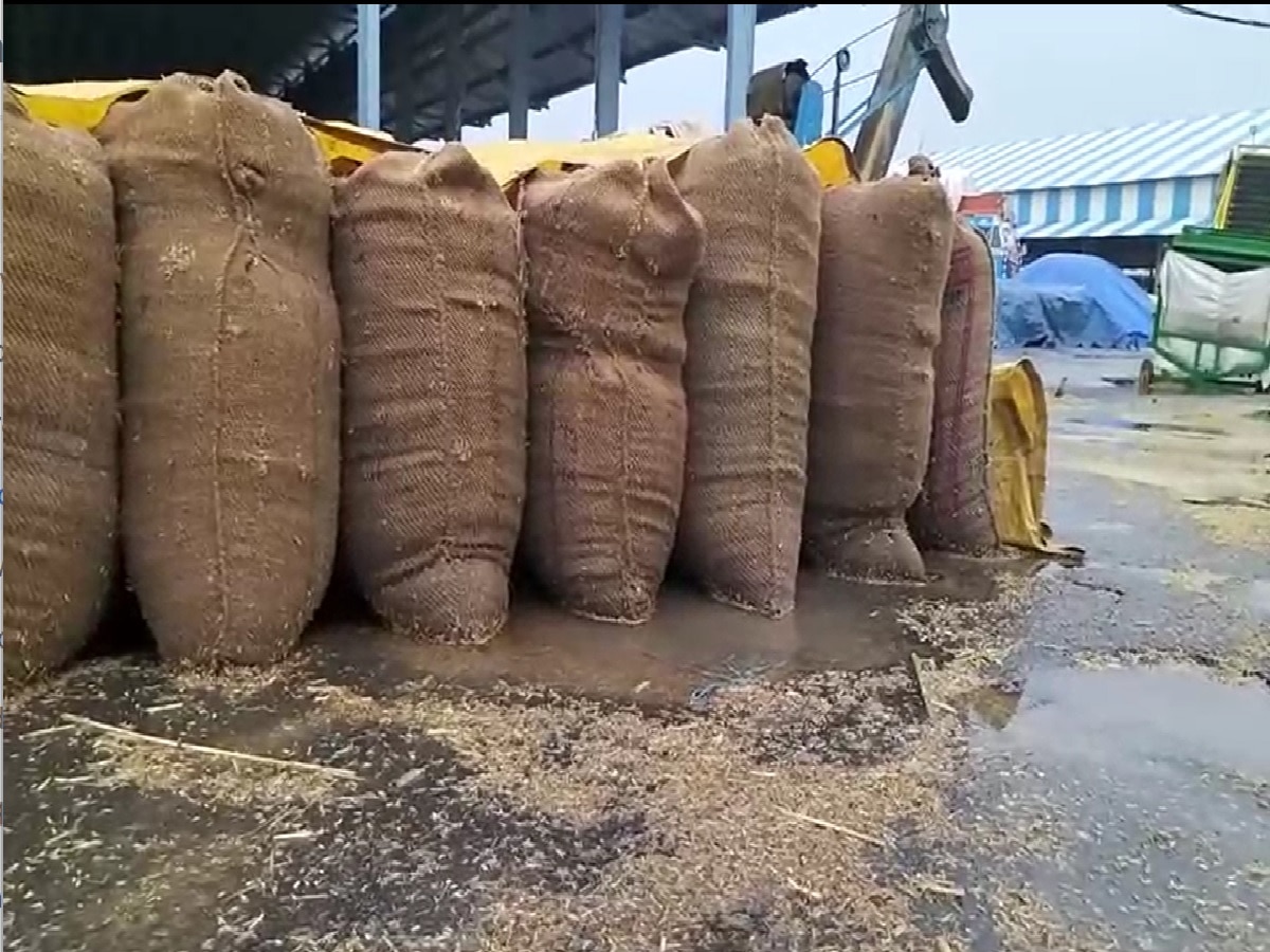 Ambala News: साल में दूसरी बार हरियाणा के किसानों पर बारिश की मार, पूछा- क्या गीली फसल खरीदेगी सरकार?