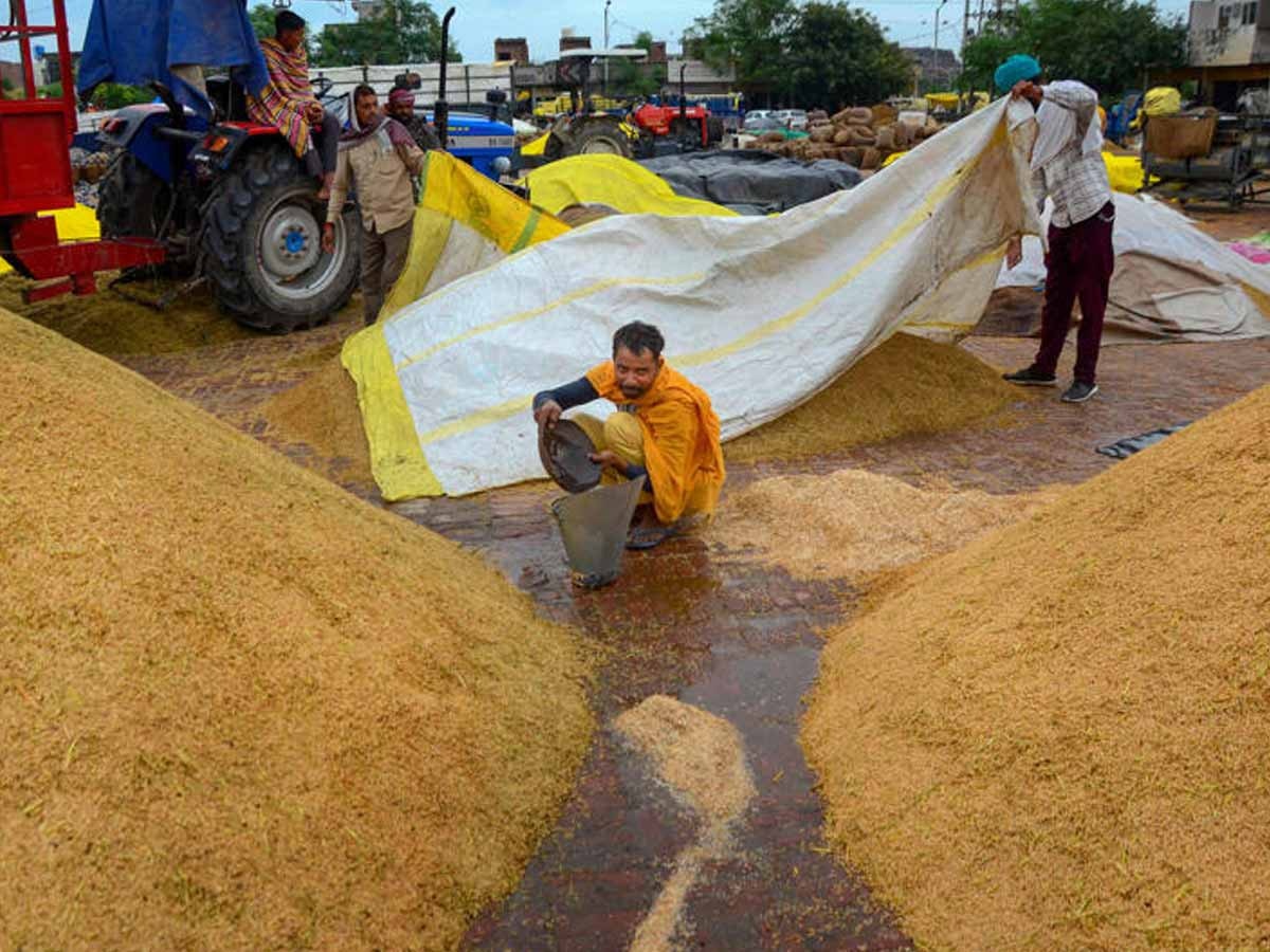 बेमौसम बार‍िश से धान की फसल को हो सकता है नुकसान, क्‍या कीमत पर पड़ेगा असर?