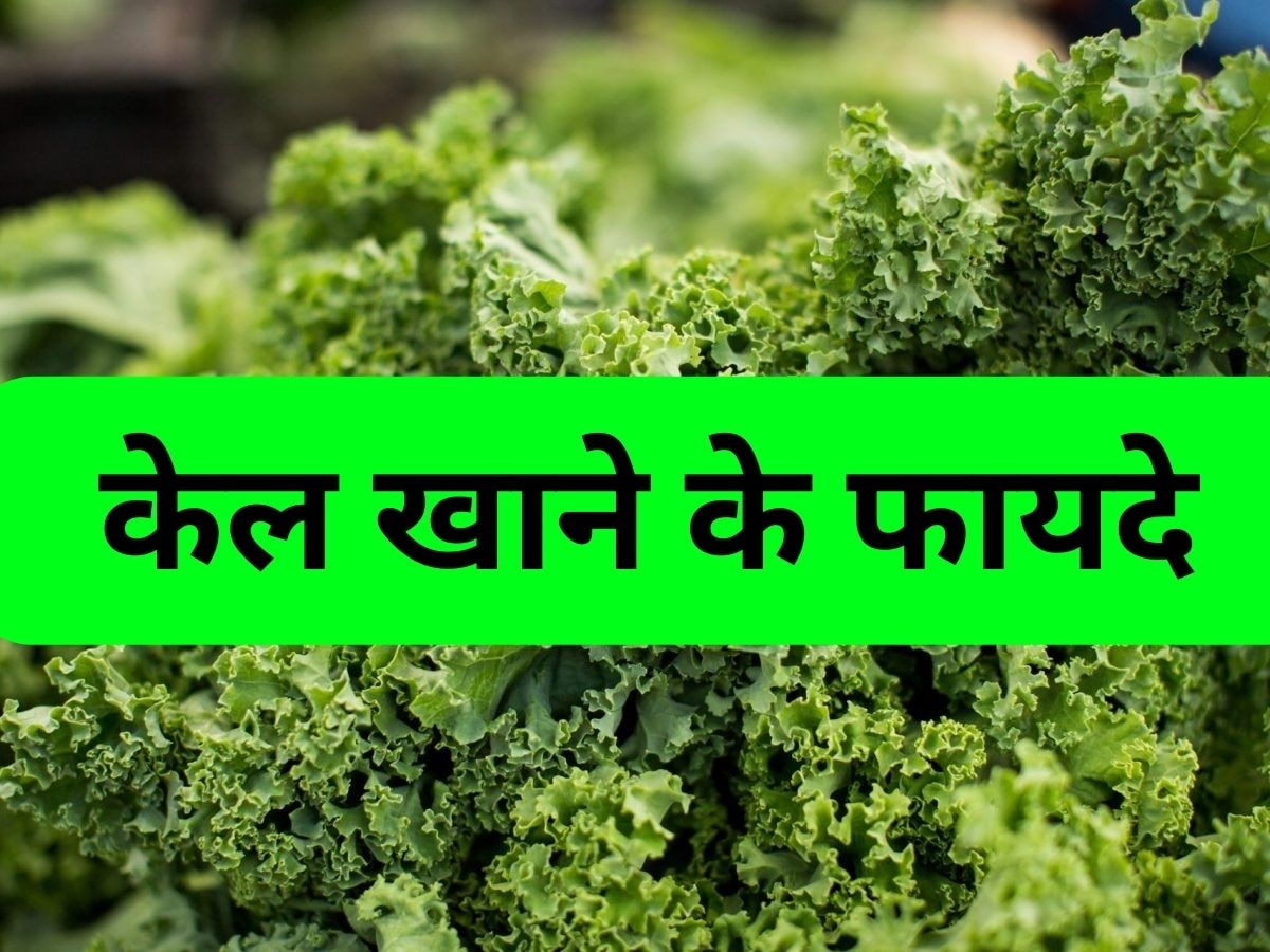 Kale: क्या आप भी सलाद के तौर पर खाते हैं केल? इन 4 फायदों के होंगे हकदार