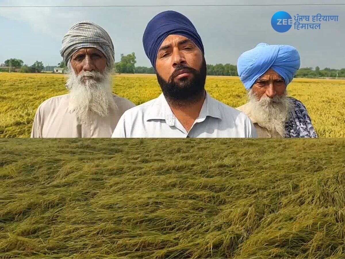 Punjab Farmers News: ਬੇਮੌਸਮੇ ਮੀਂਹ ਦੀ ਮਾਰ ਹੇਠ ਆਏ ਅੰਨਦਾਤੇ ਨੇ ਸਰਕਾਰ ਨੂੰ ਮੁਆਵਜ਼ੇ ਦੀ ਲਗਾਈ ਗੁਹਾਰ