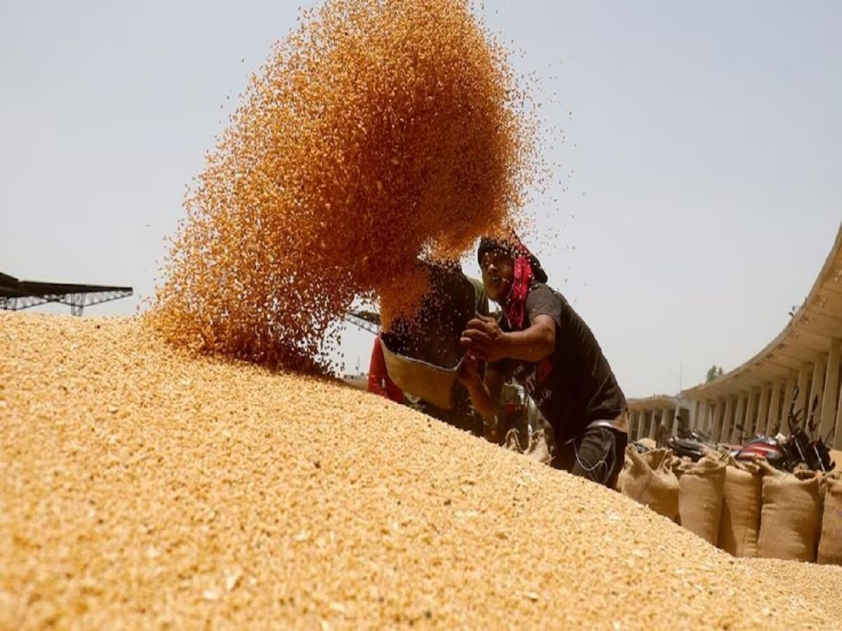 Wheat MSP Hiked: दिवाली से पहले किसानों के लिए खुशखबरी! केंद्र ने रबी फसलों की एमएसपी में वृद्धि की, इतने बढ़े दाम