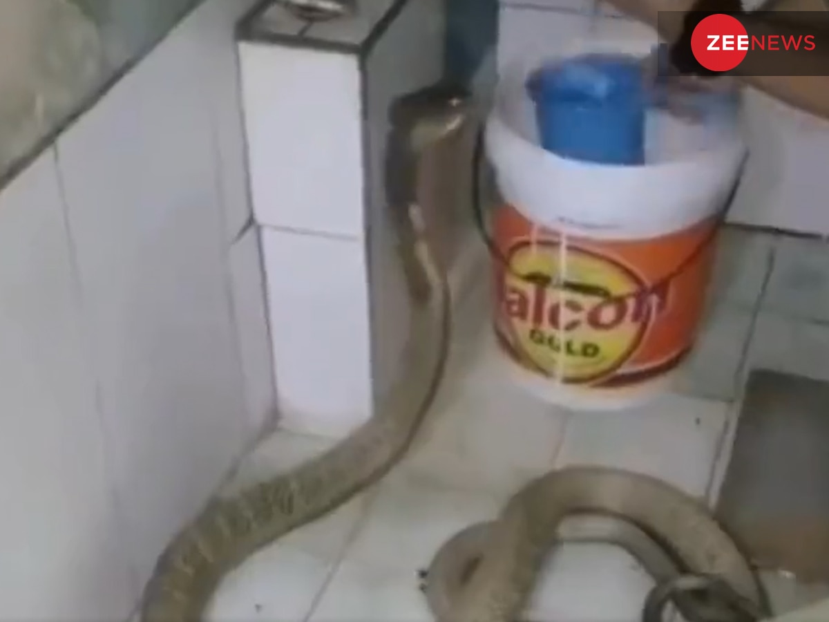 King Cobra को बाथरूम में हाथ से नहलाया, शख्स का हैरतअंगेज कारनामा देख थम गई सांसें