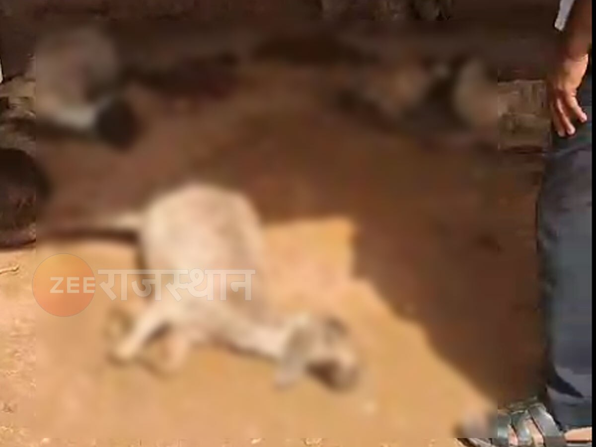 राजस्थान: जैसलमेर में इस वजह से 37 भेड़-बकरियों की हुई दर्दनाक मौत, 44 गंभीर घायल