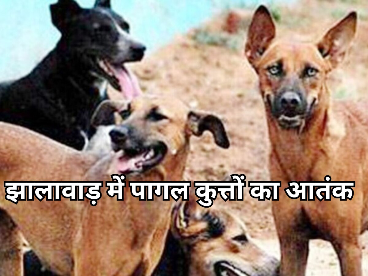 Jhalawar News:पागल कुत्तों के आतंक से दहशत का माहौल, अबतक दर्जनों पालतू मवेशियों को बना चुका शिकार, ग्रामीण को भी काट खाया