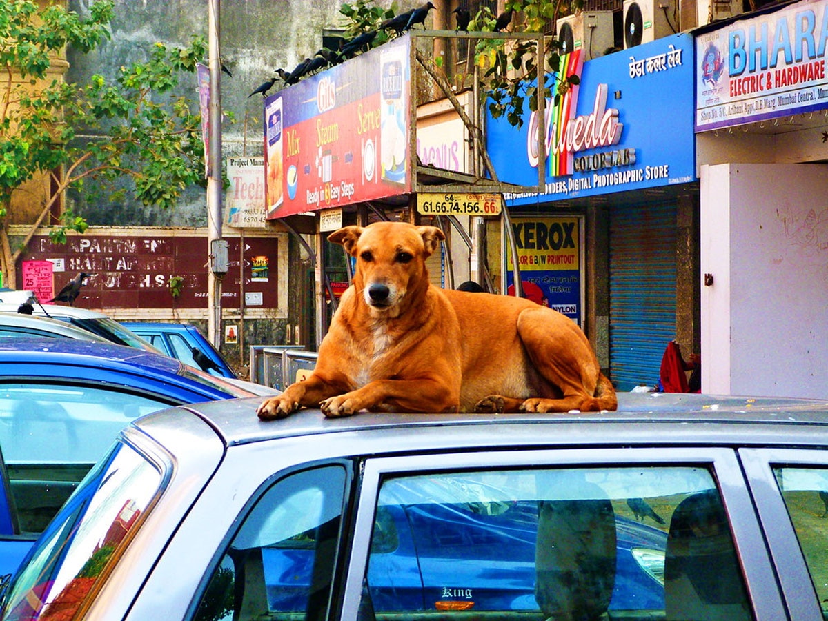 Dogs On Car Roof: कार की छत पर बैठकर कुत्ते फैलाते हैं गंदगी? इस तरह उन पर लगाएं रोक