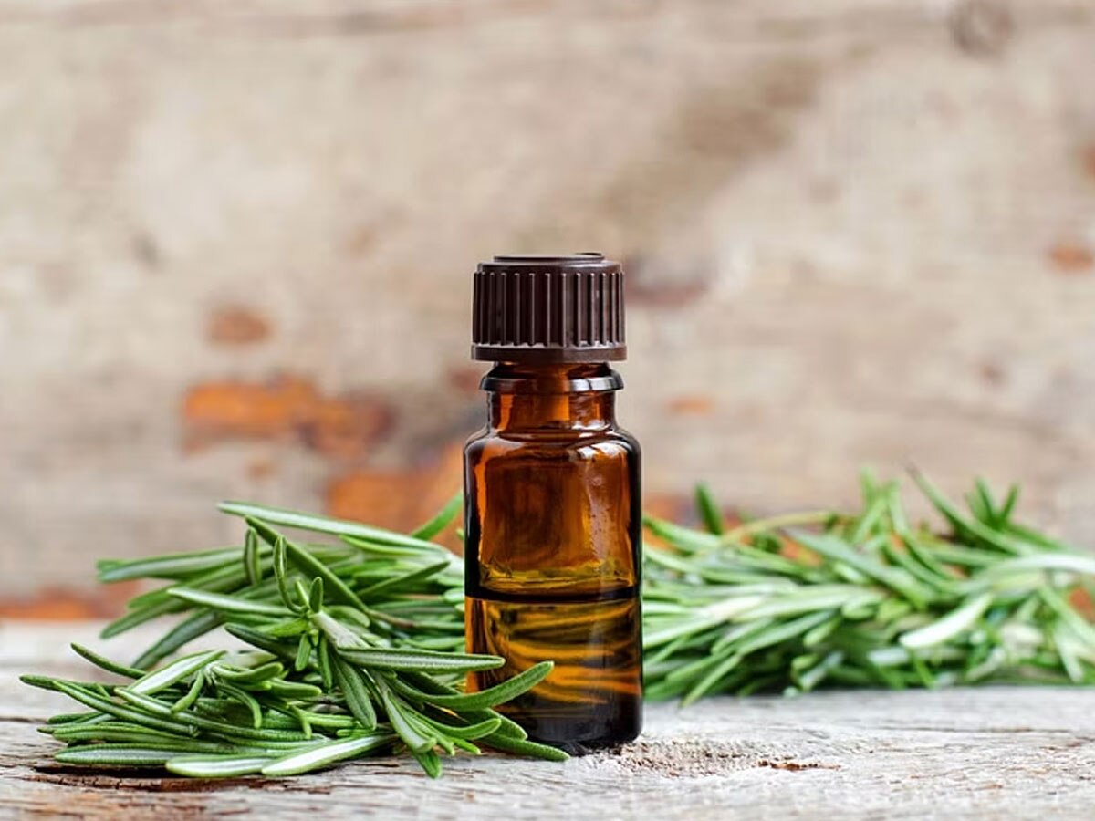 What are the Health Benefits of Rosemary Oil Ke Fayde Hair Immunity Skin Respiration Pain Cure