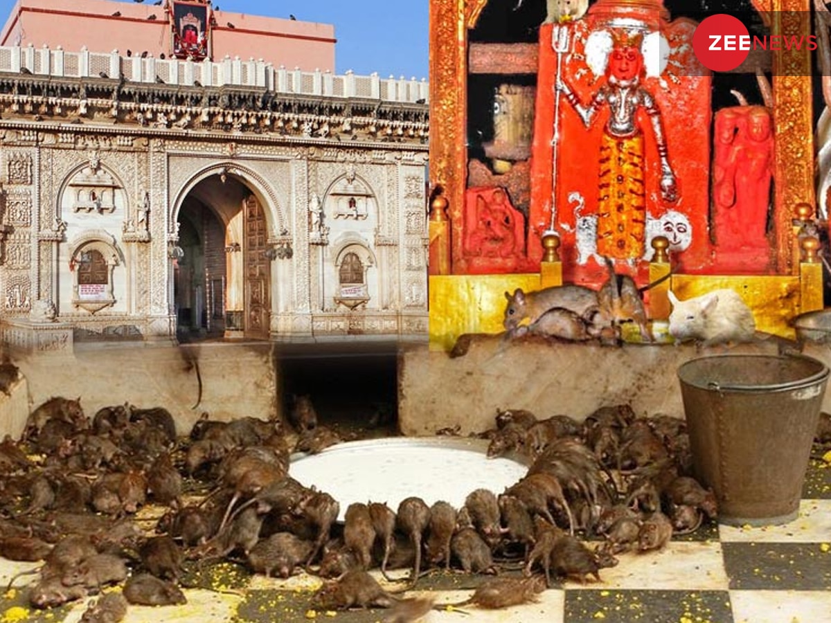 चूहे के मंदिर के नाम से पूरी दुनिया में इकलौता मंदिर, जानें क्या है 500 साल पुराना इतिहास