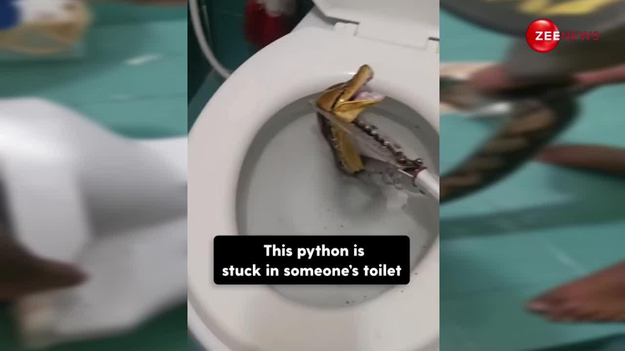 saap ka video woman find 12 ft long python inside toilet in Thailand ...