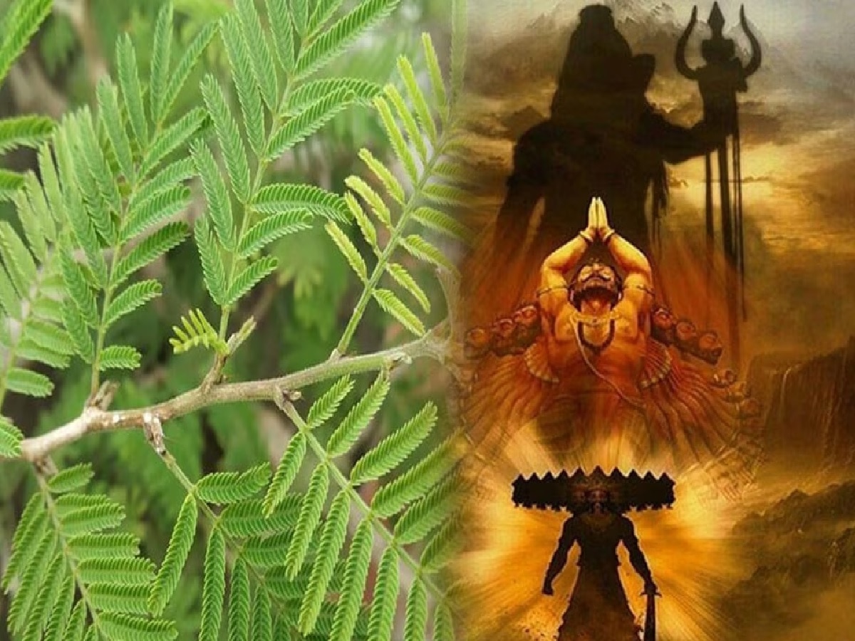 Dussehra 2023 Upay: दशहरे पर करना चाहते हैं दरिद्रता का नाश, इस एक पेड़ के पूजन से होगी 'धन की बरसात'
