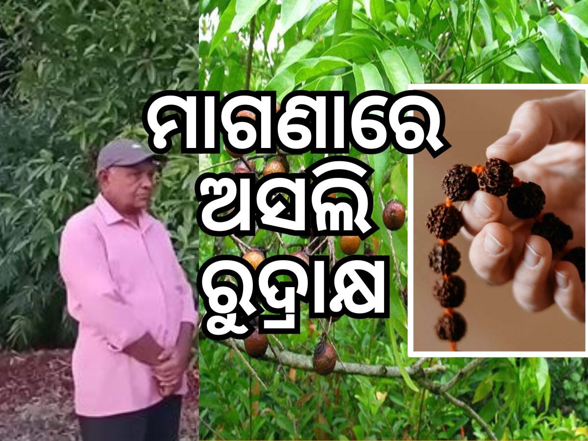 FREE Rudraksha: ମାଗଣାରେ ଅସଲି ରୁଦ୍ରାକ୍ଷ ବାଣ୍ଟୁଛନ୍ତି ଏହି ବ୍ୟକ୍ତି, କଲ୍ କଲେ ମିଳିବ ଆପଣଙ୍କୁ