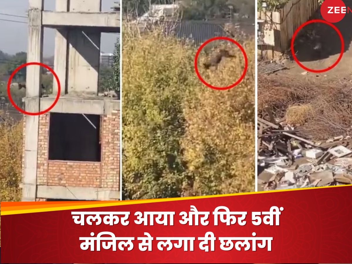 चलता हुआ आया और 5वीं मंजिल से लगा दी छलांग, फिर उठकर आराम से चला गया; Video ने चौंकाया