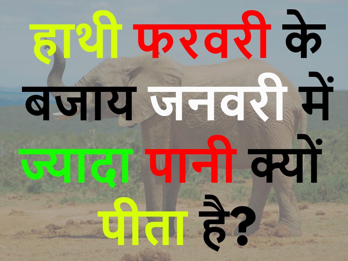 Quiz: हाथी फरवरी के बजाय जनवरी में ज्यादा पानी क्यों पीता है?