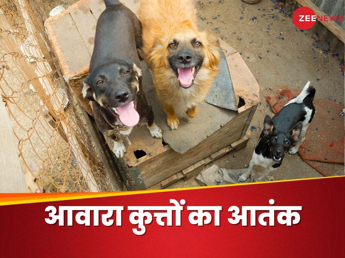 Stray Dogs: कभी बच्चों को काटा, कभी बुजुर्गों पर हमला, भारत में आवारा कुत्तों का ऐसा है आतंक