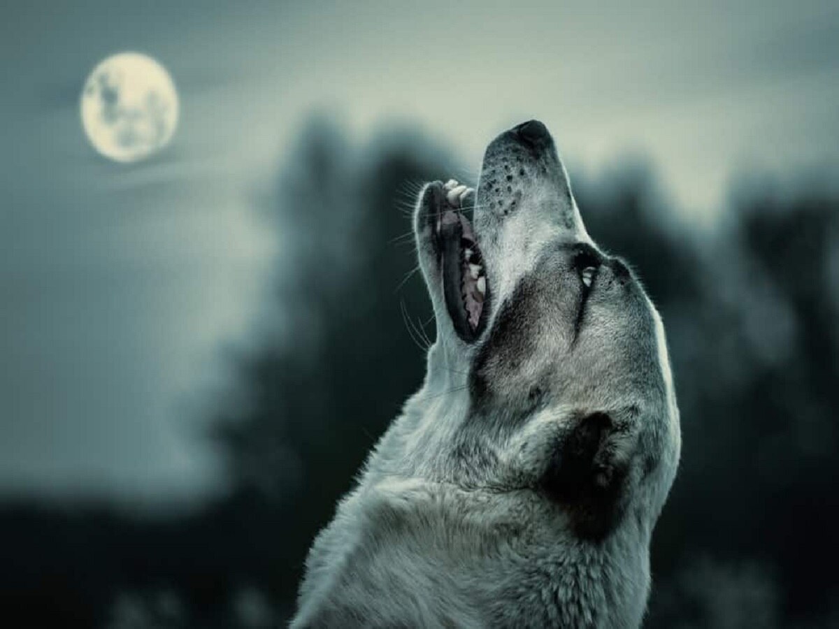 Why Dog Cry At Night : कुत्ते अक्सर रात में क्यों रोते हैं? क्या उन्हें सच में आत्माएं दिखती हैं?