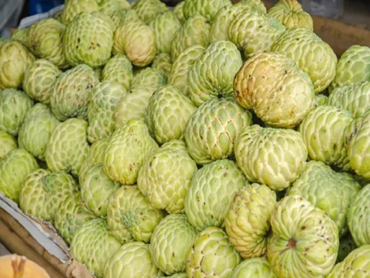 Noni Fruit Benefits : नोनी फल क्या है, इसे सभी रोगों की दवा क्यों कहा जाता है?