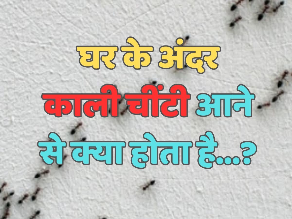 Trending Quiz : घर के अंदर काली चींटी आने से क्या होता है?