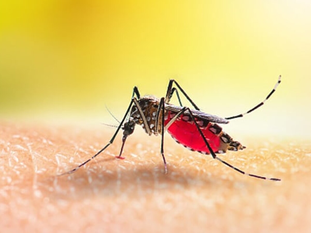 Dengue Fever: डेंगू के शुरुआती लक्षणों को नजरअंदाज करने से जा सकती है जान, जानें इसके लक्षण और घरेलू उपाय 