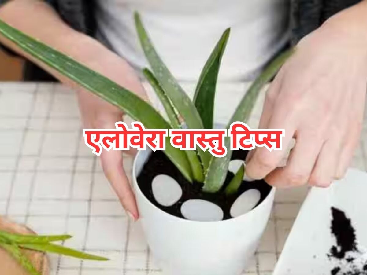 Aloevera Vastu Tips which direction to plant Aloe Vera plant Aloevera